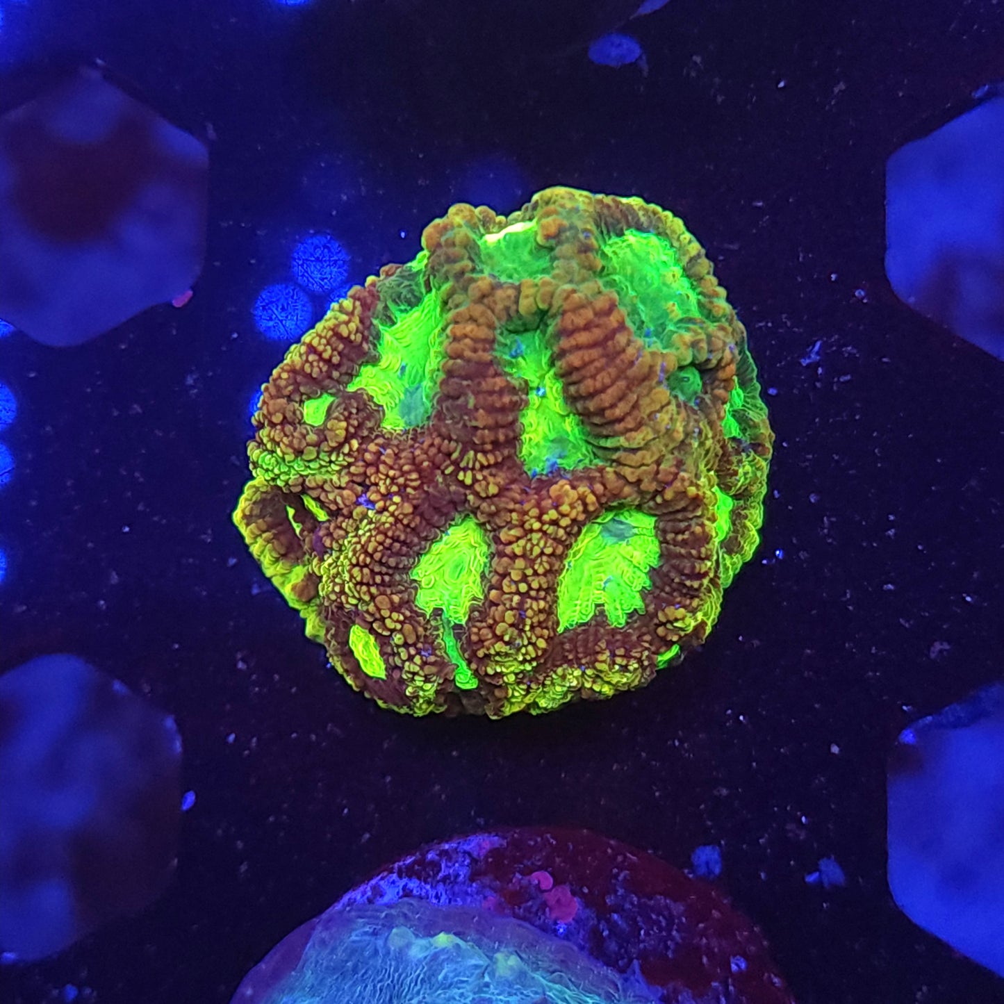 Toxic Gold Mines Favia