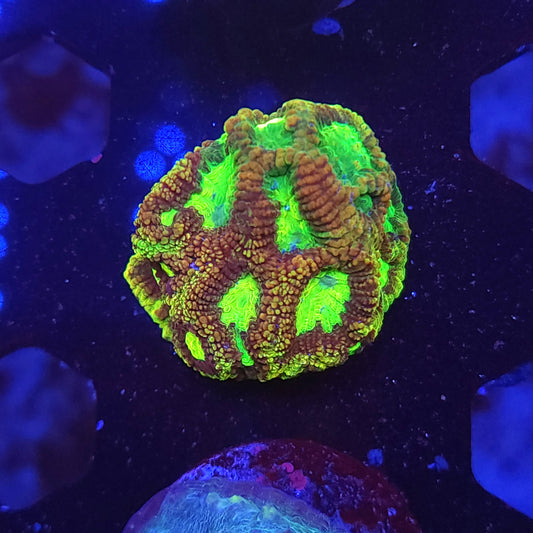 Toxic Gold Mines Favia