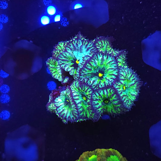 Swamp Thing Blasto Merletti