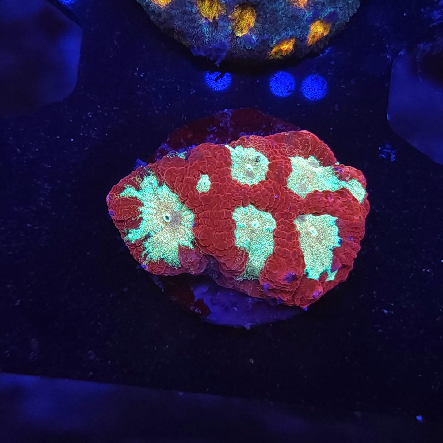 Reverse Christmas Favia