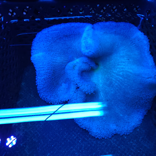 Blue Haddoni Carpet Anemone (10-12 inch)