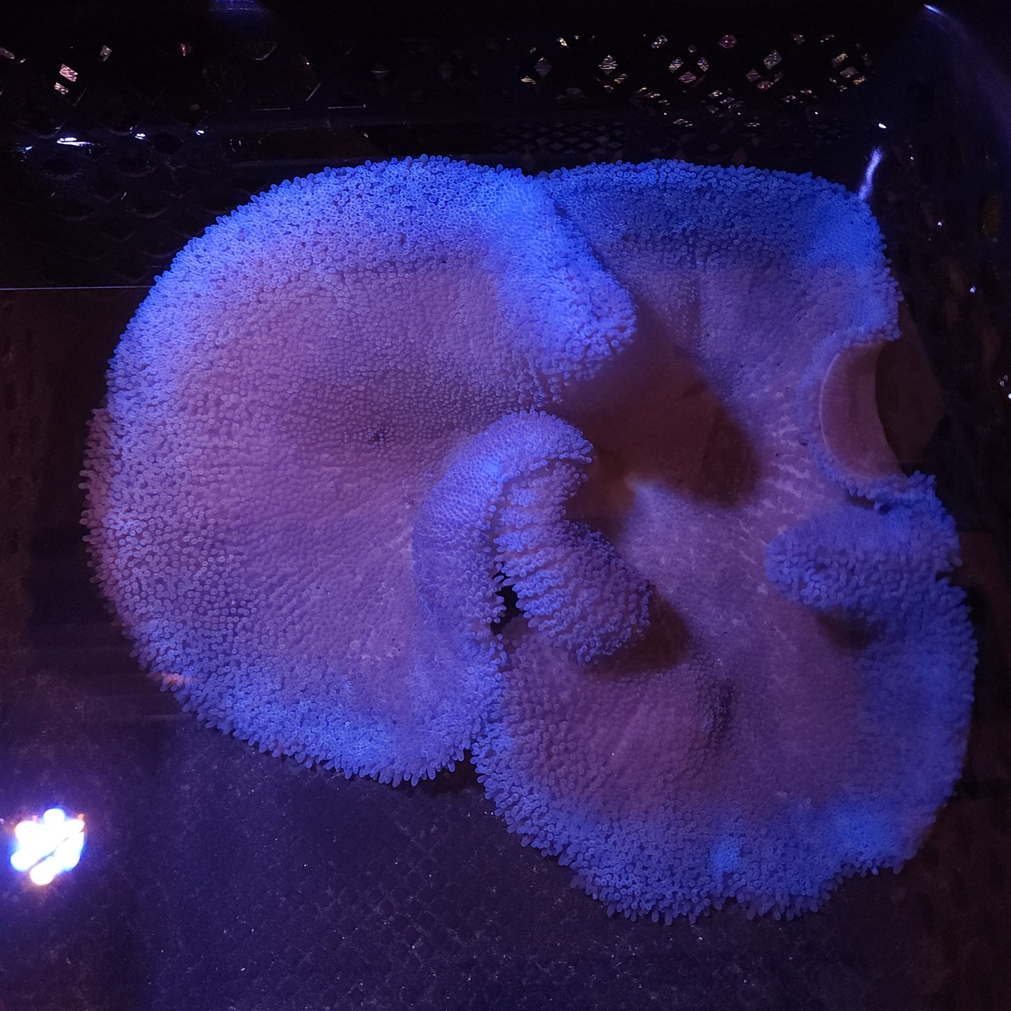 Blue Haddoni Carpet Anemone (10-12 inch)