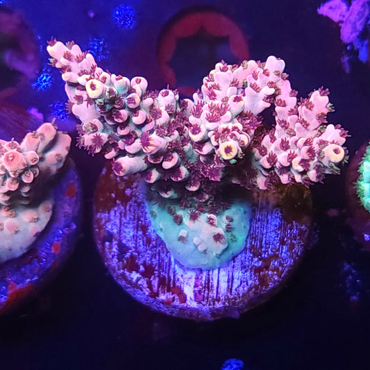 Strawberry Crema Acro Large