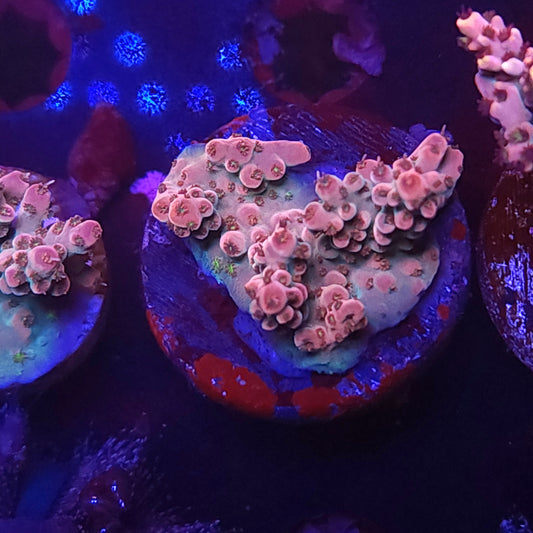 Strawberry Crema Acro