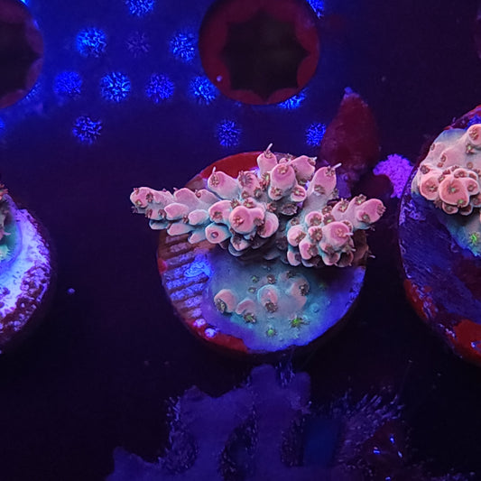 Strawberry Crema Acro