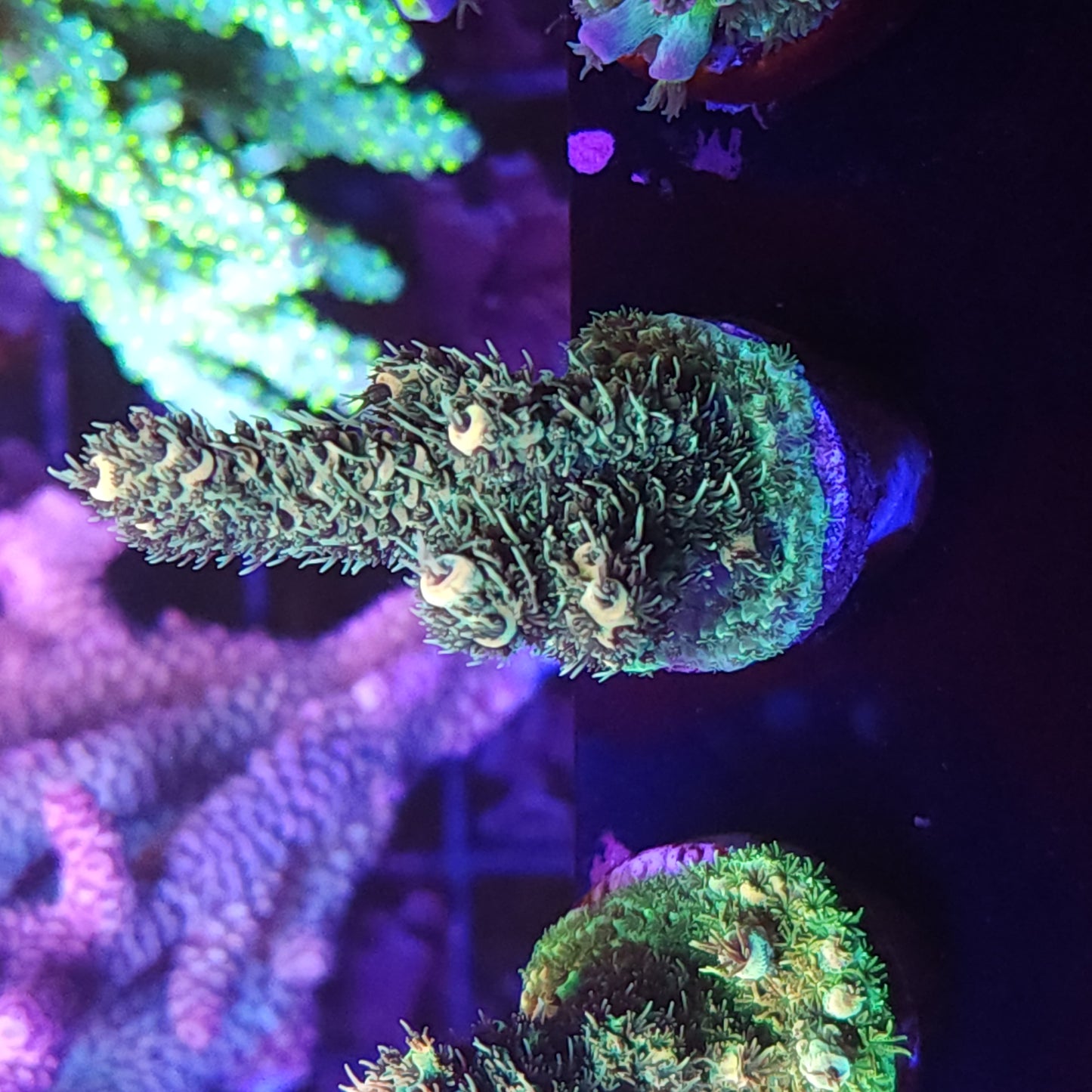 Orange and Green Millie