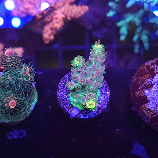 SCo Barneys Baby Acro