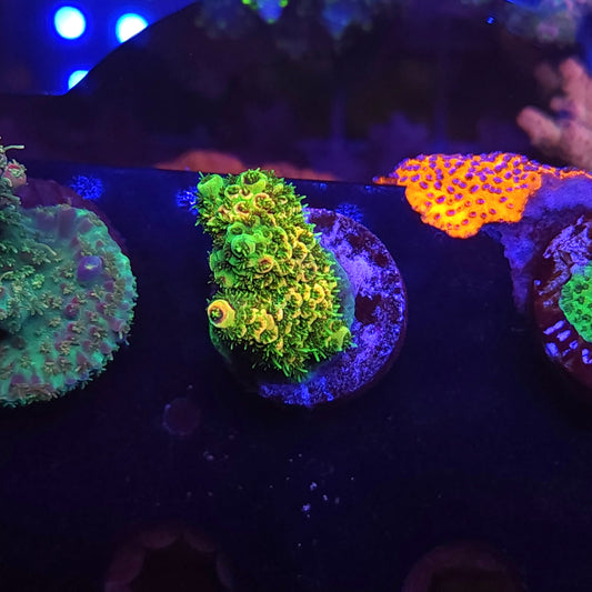 Bright Green Gold Millie