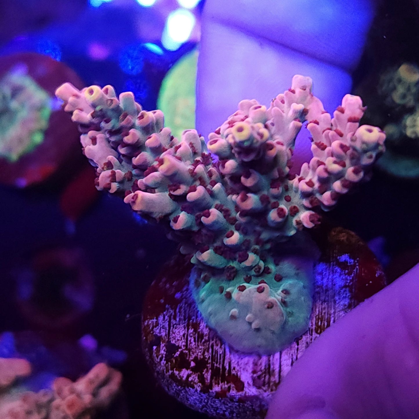 Strawberry Crema Acro Large