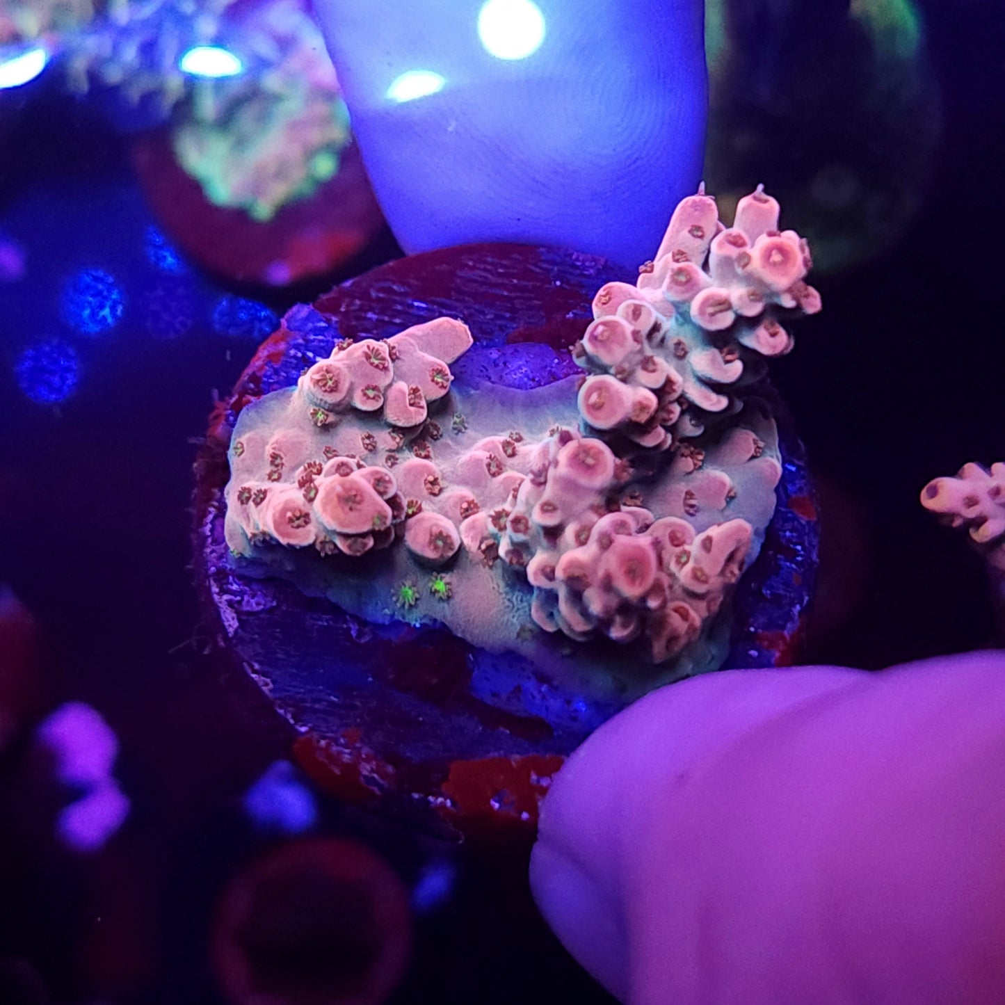 Strawberry Crema Acro