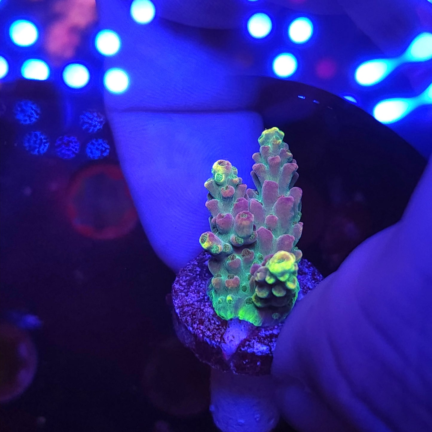 SCo Barneys Baby Acro