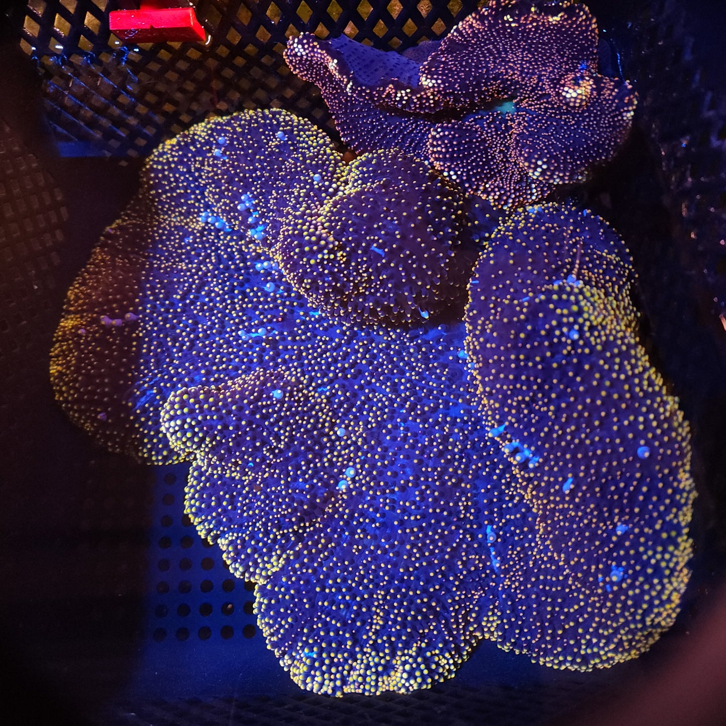 Crazy Gold and White Mertensi Carpet Anemone (10-12 Inch)