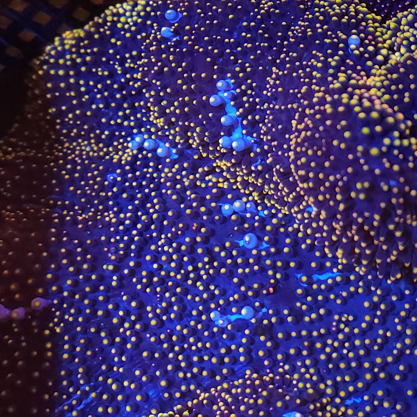 Crazy Gold and White Mertensi Carpet Anemone (10-12 Inch)