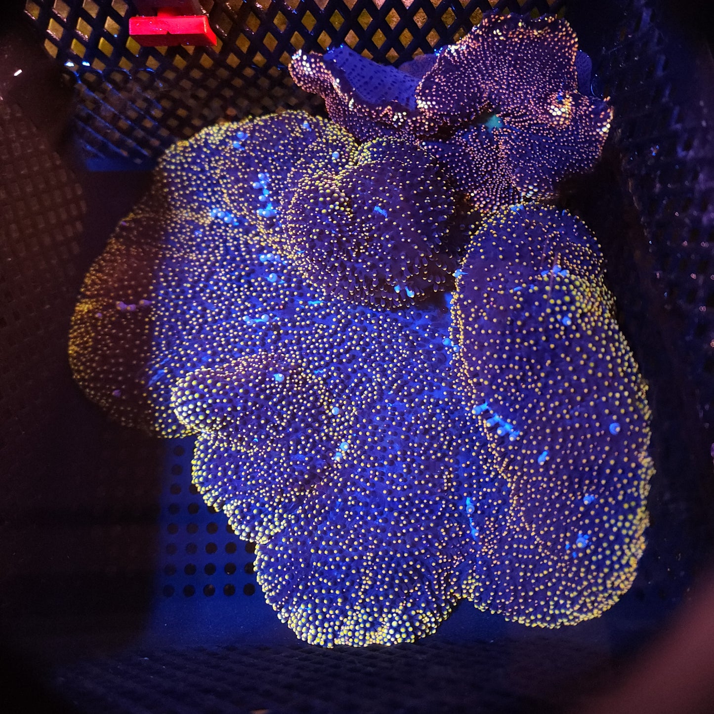 Crazy Gold and White Mertensi Carpet Anemone (10-12 Inch)