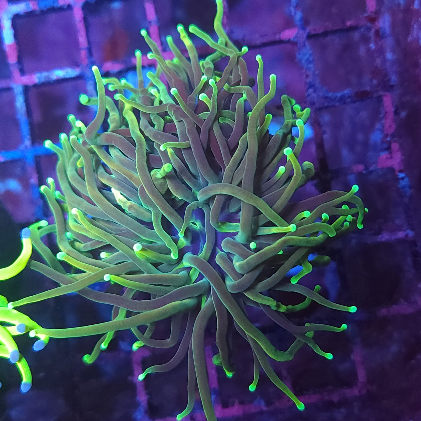 Guacamole Torch (Video in pics)