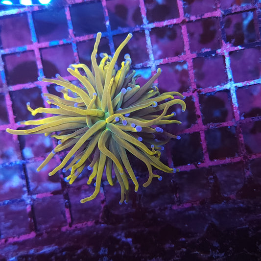 Rapunzel Torch (Video in pics)