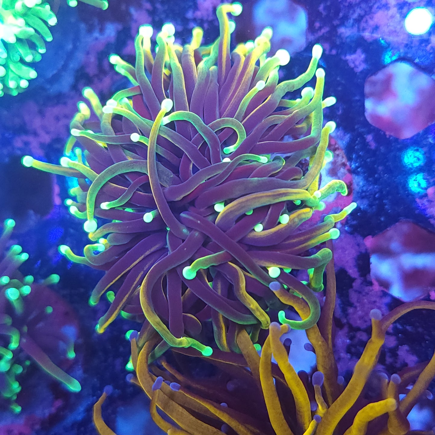 Hellfire Torch (Video in pics)