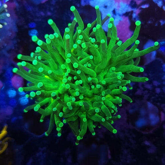 Mean Green Torch Splitting (Video in pics)