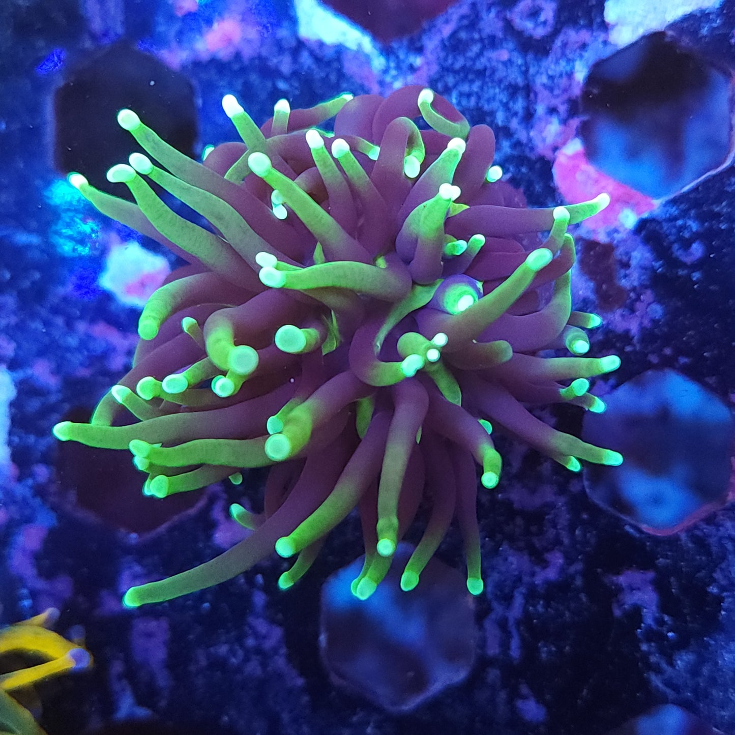 Reaper Torch (Video in pics)