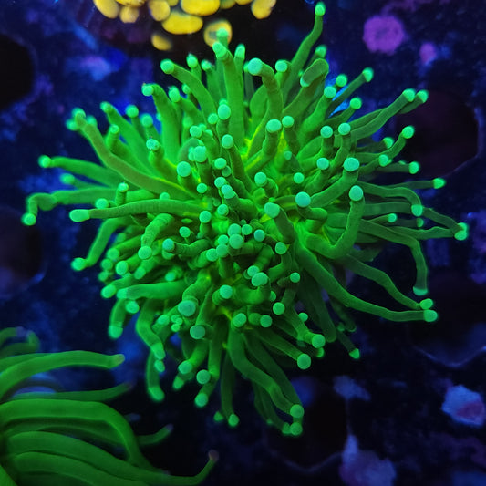 Mean Green Torch Double (Video in pics)