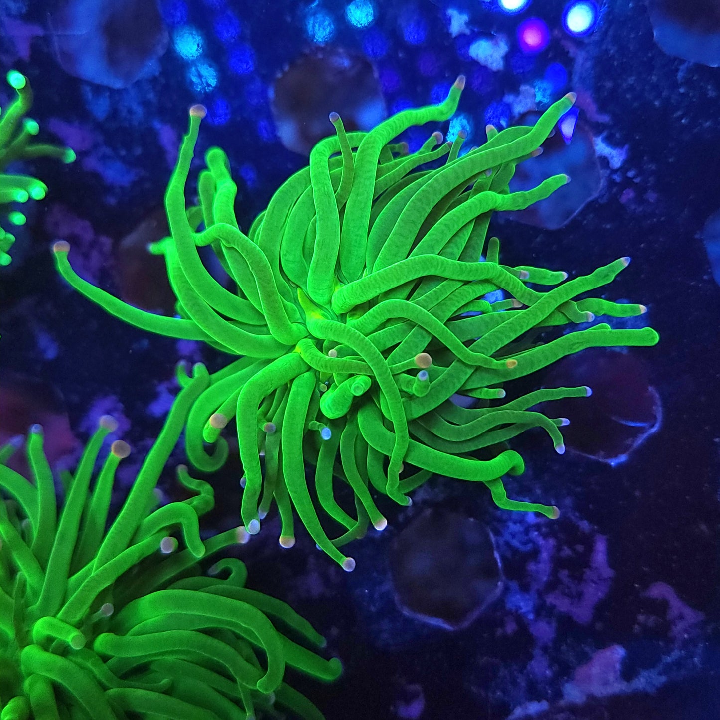 Malaysian Cotton Candy Torch (Video in pics)