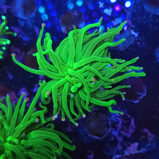 Malaysian Cotton Candy Torch (Video in pics)