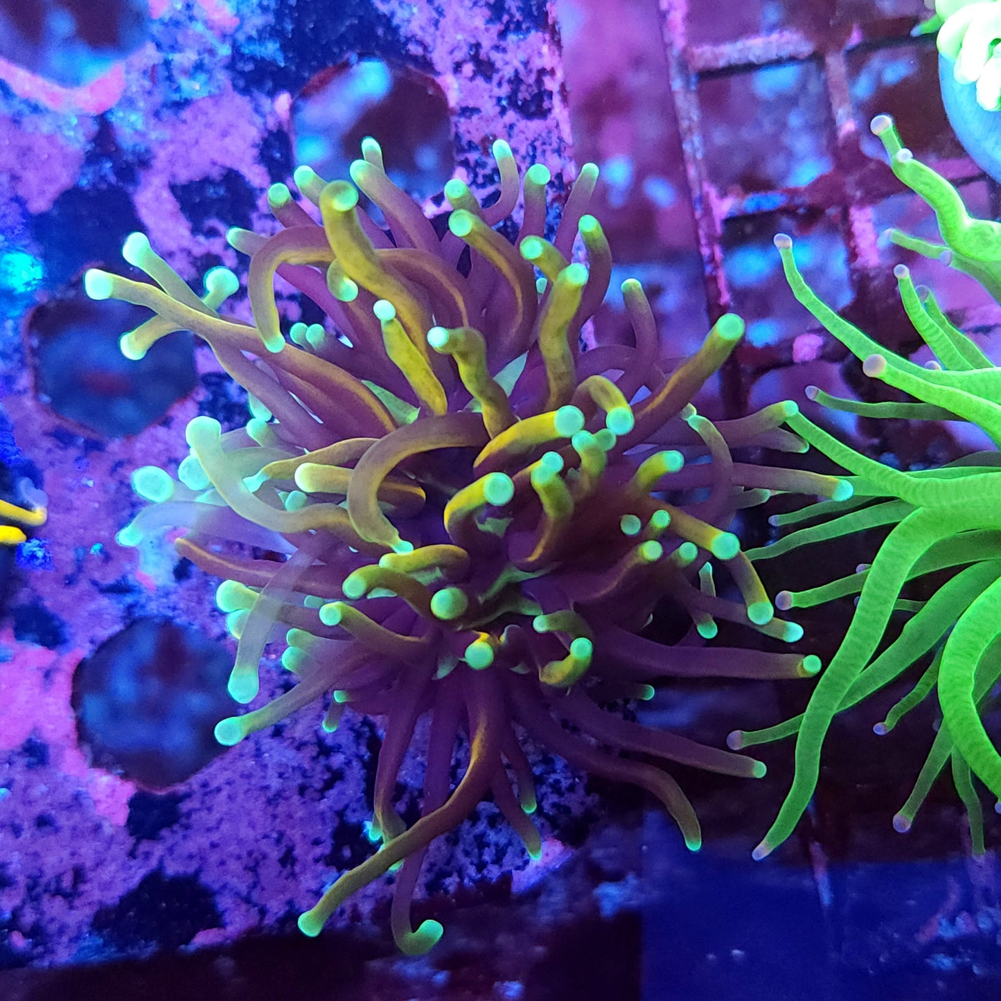 Dragon Soul Torch (Video in pics)