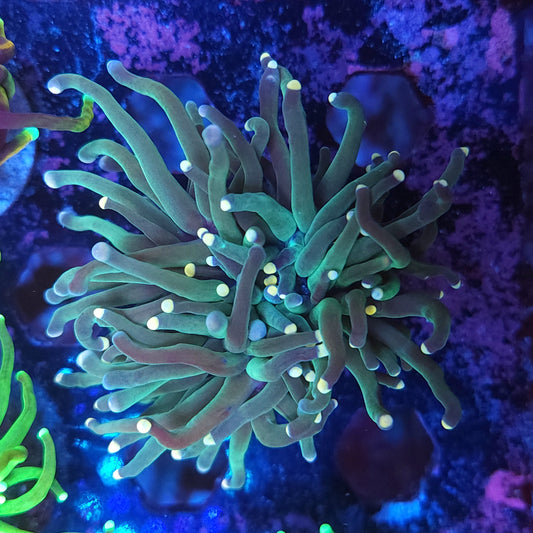 Pink Tip Torch (Video in pics)