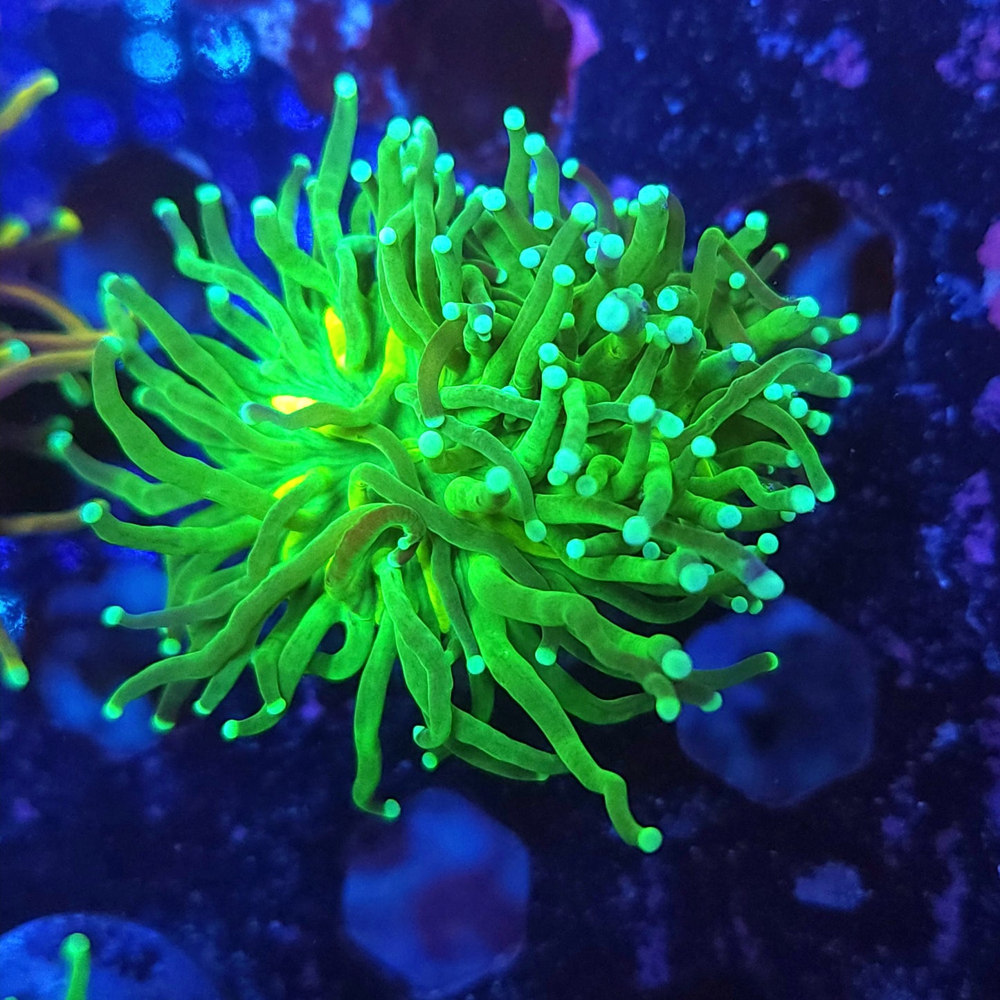 Mean Green Torch (Video in pics)