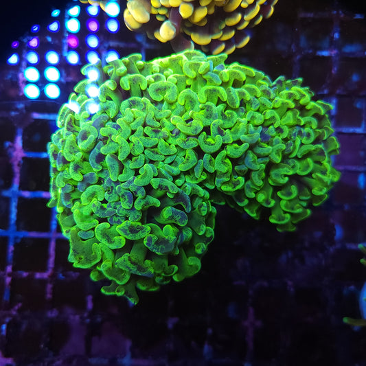 Lemon Lime Splatter Wall Hammer