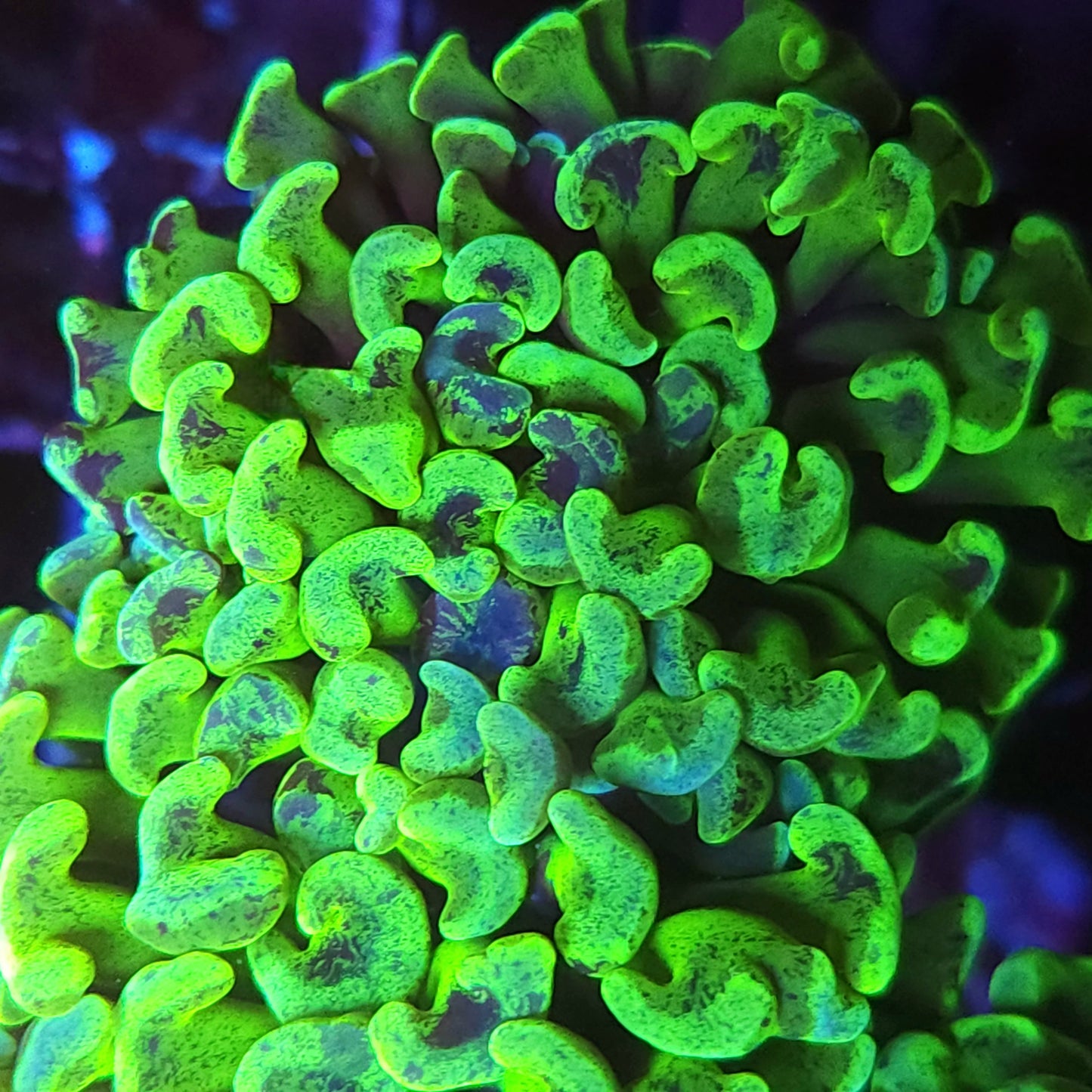 Lemon Lime Splatter Wall Hammer