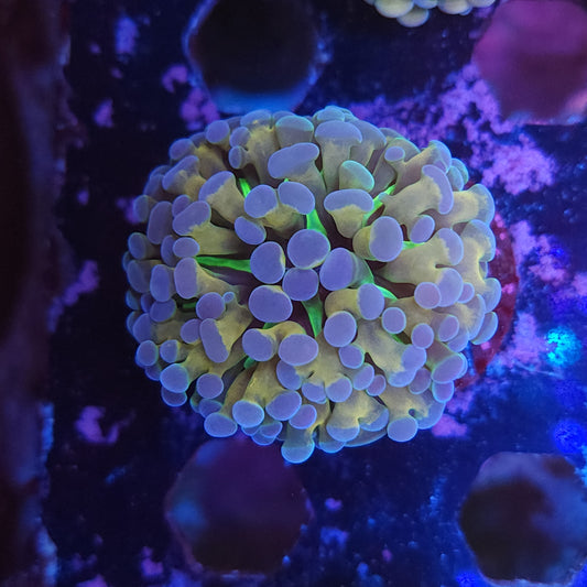 Holy Mac Cristata Torch