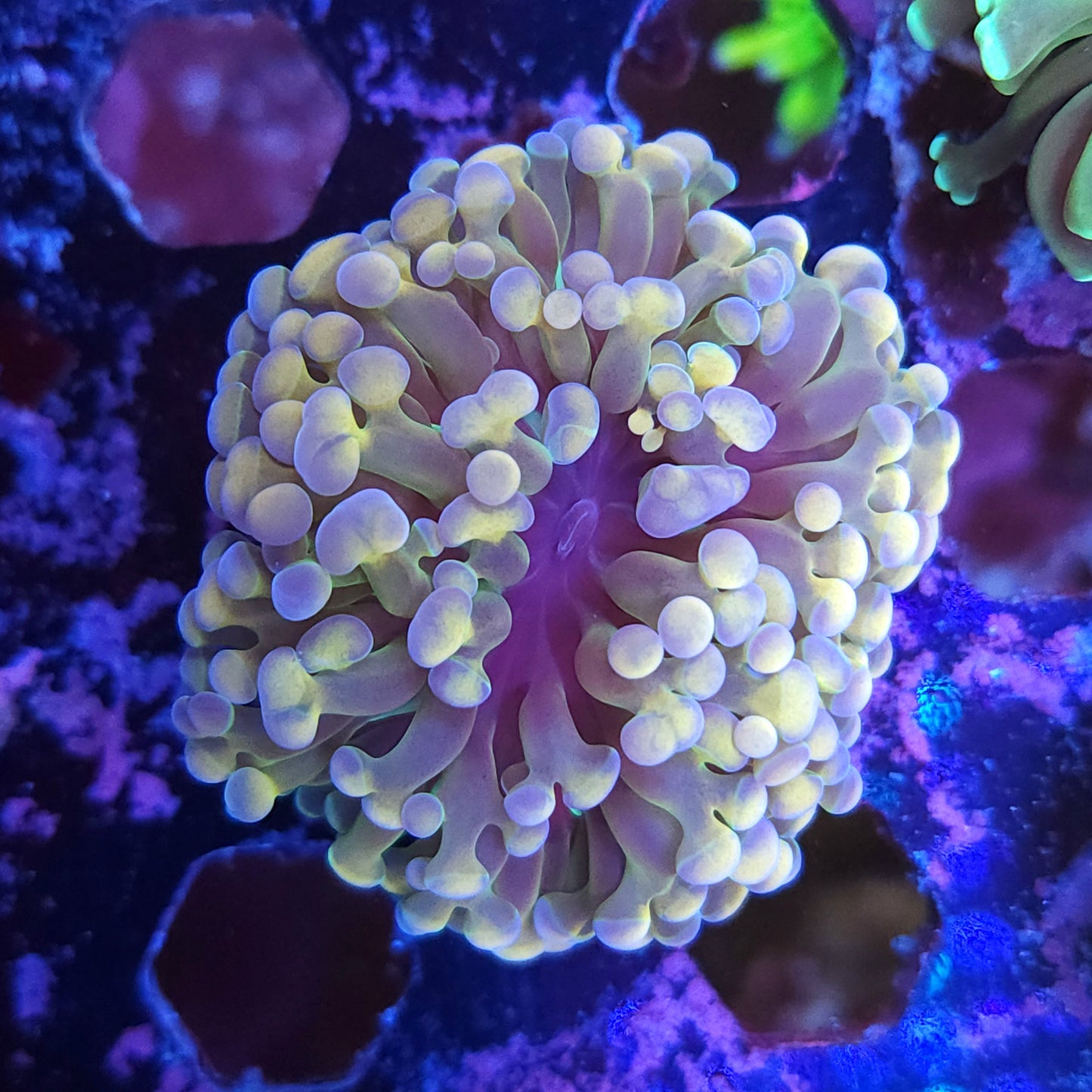 Iridescent Gold and Pink Cristata Torch