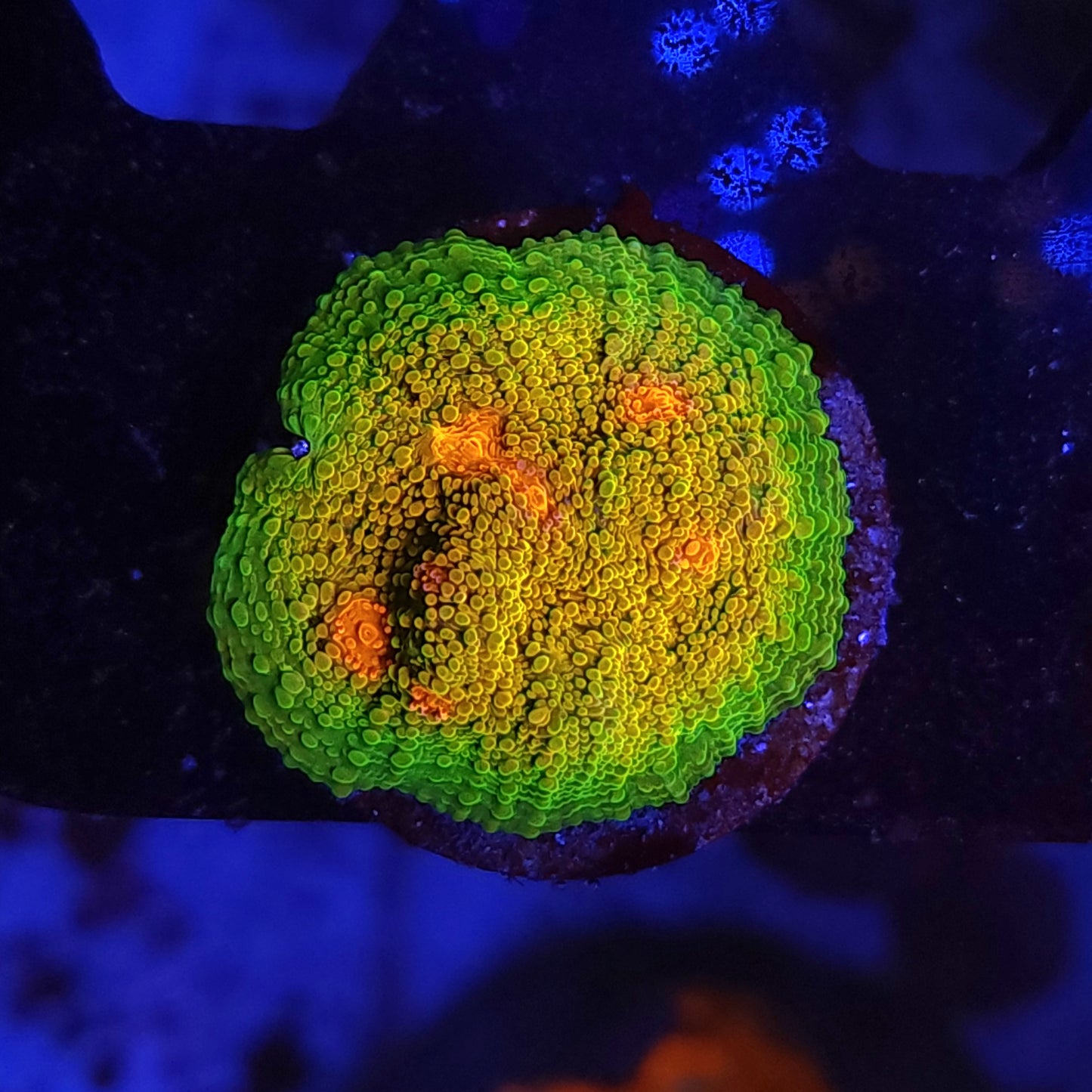 OG Mummy Eye Chalice