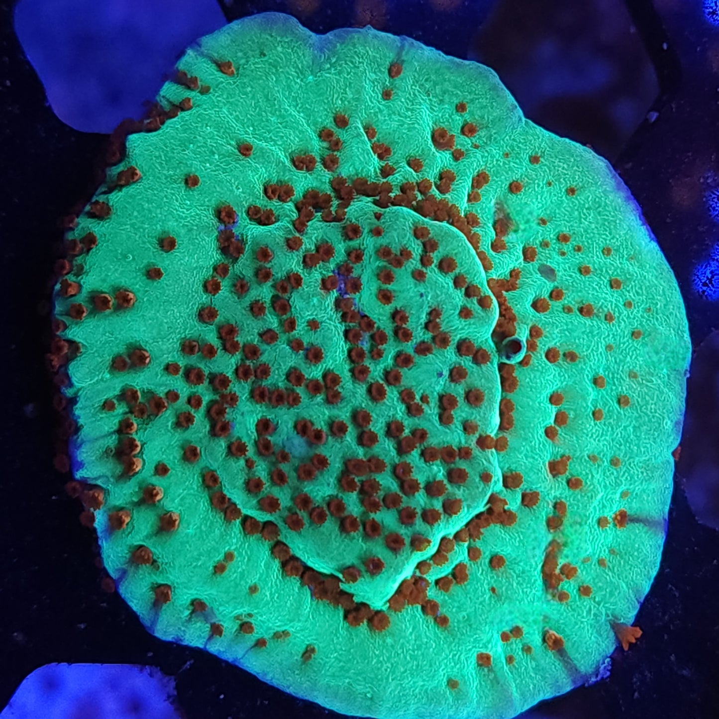 Jedi Mind Tricks Monti