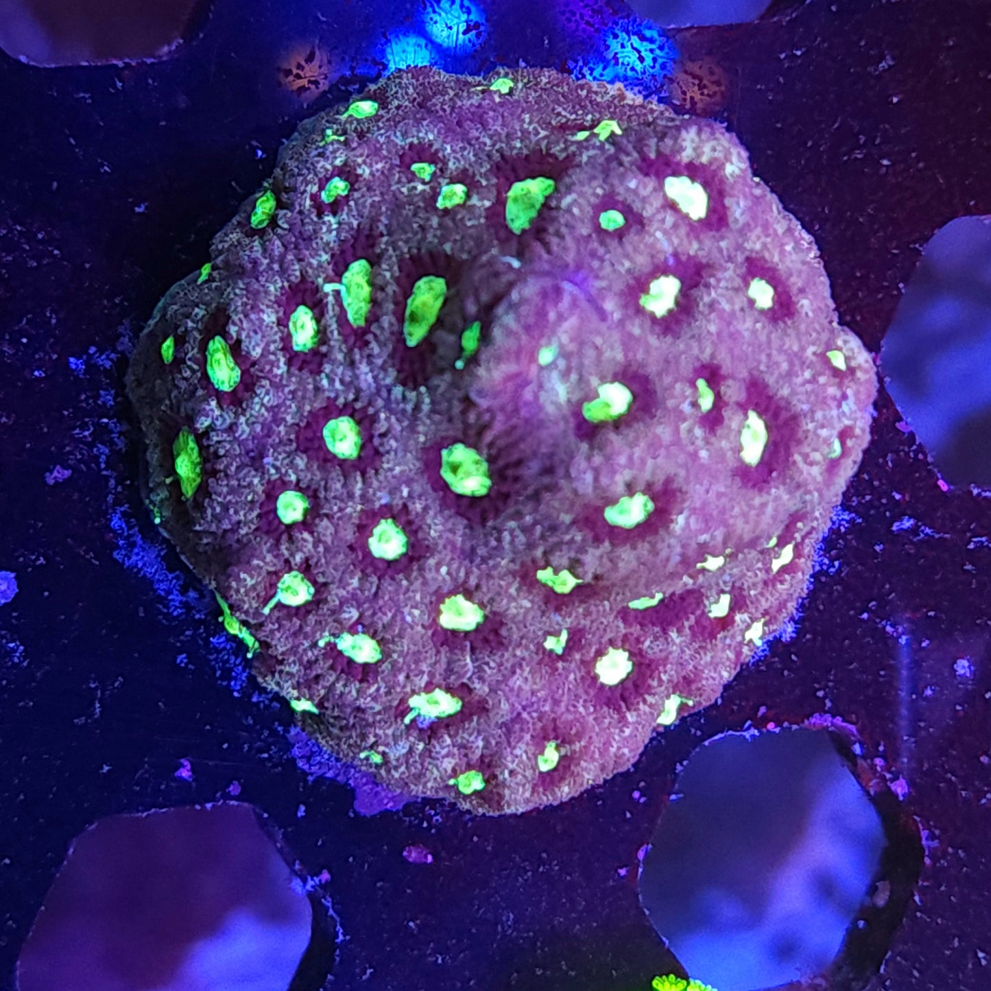 Alien Eye Favities (Fully Encrusted)