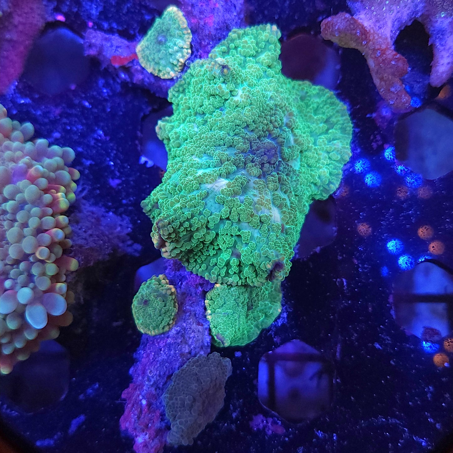 Tonga Branch Mushroom Colony