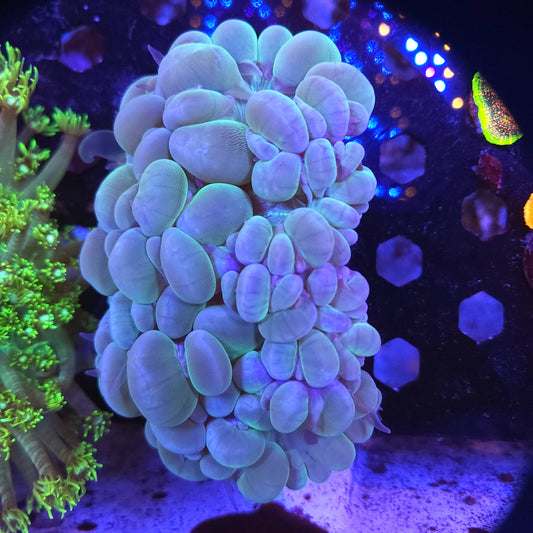 XL Bubble Coral Colony (Video in pics)