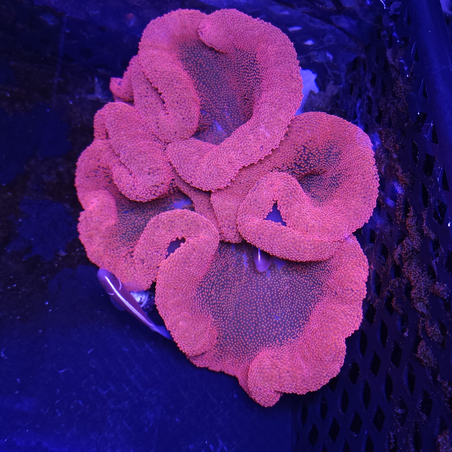 Red Pink Haddoni Carpet Anemone (8-10 inch)