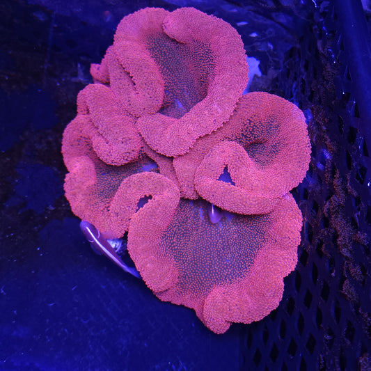 Red Pink Haddoni Carpet Anemone (8-10 inch)