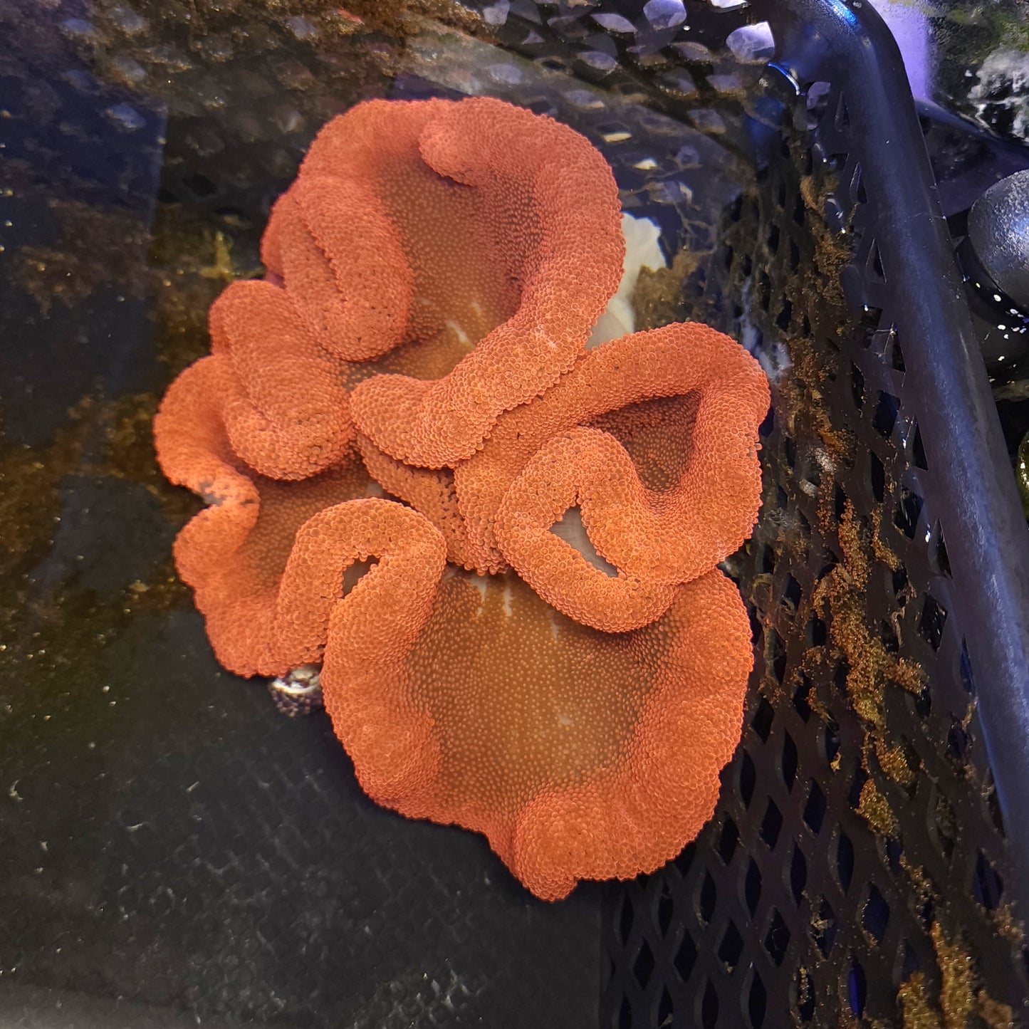 Red Pink Haddoni Carpet Anemone (8-10 inch)