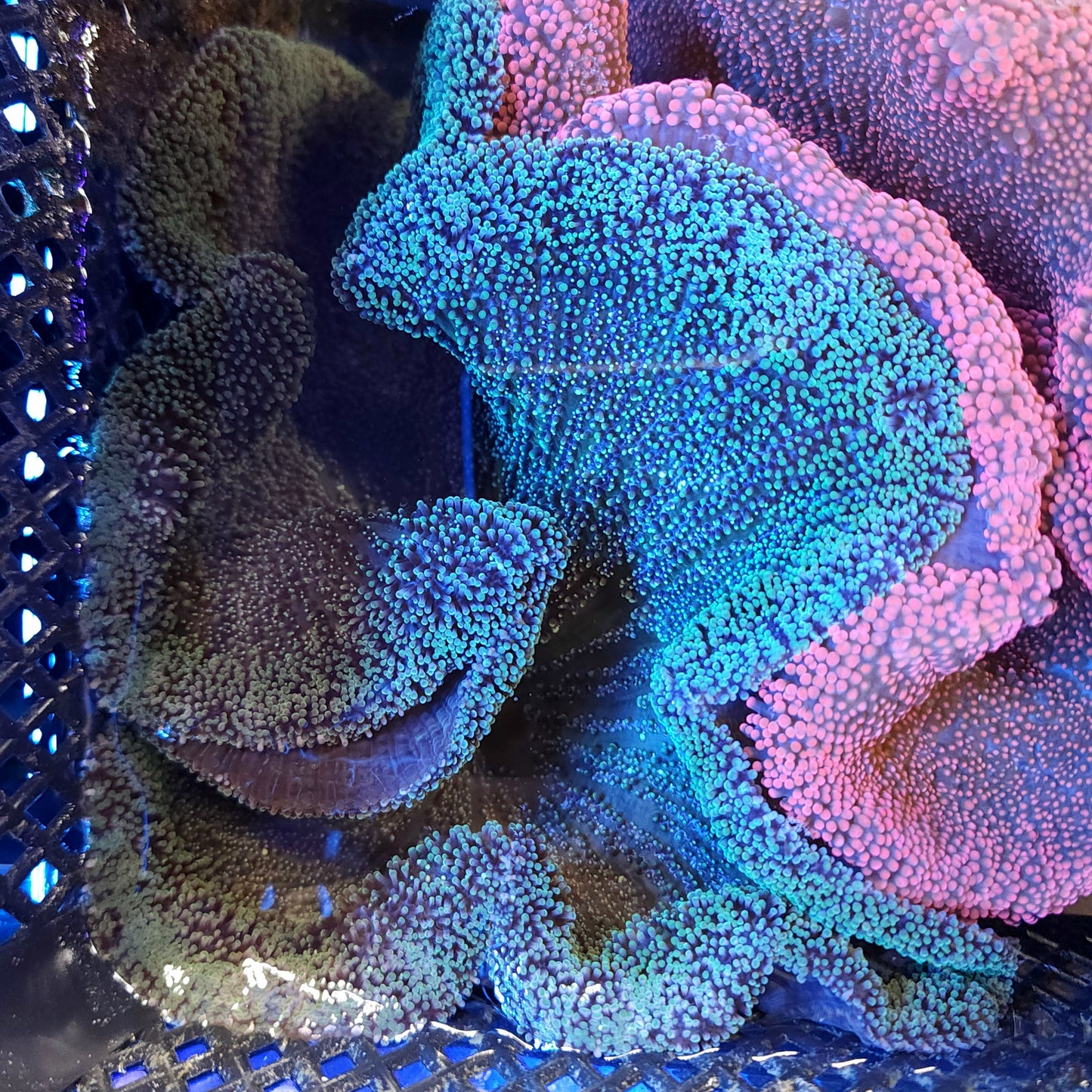 Lemon Lime Haddoni Carpet Anemone (8-10 inch)