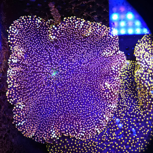 Golden Tiger Stripe Mertensii Carpet Anemone (5 inch)