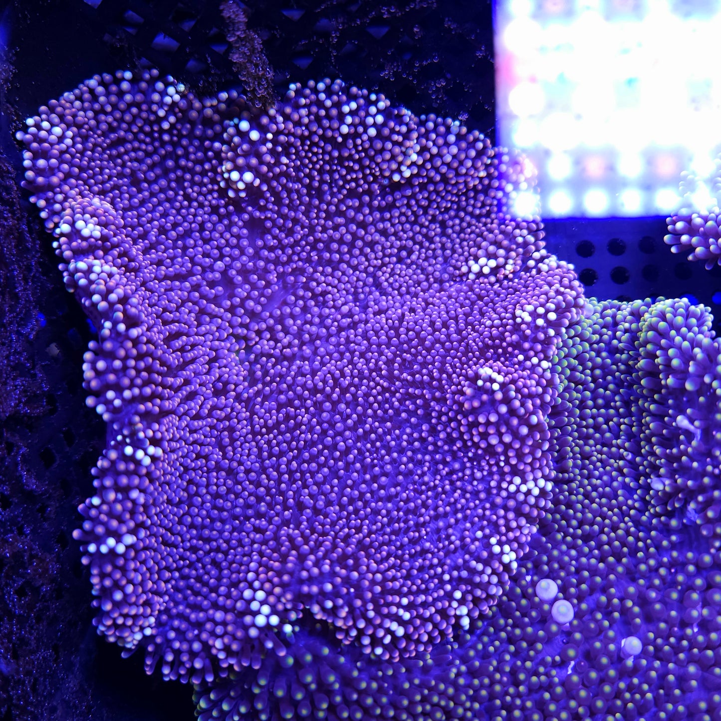 Golden Tiger Stripe Mertensii Carpet Anemone (5 inch)