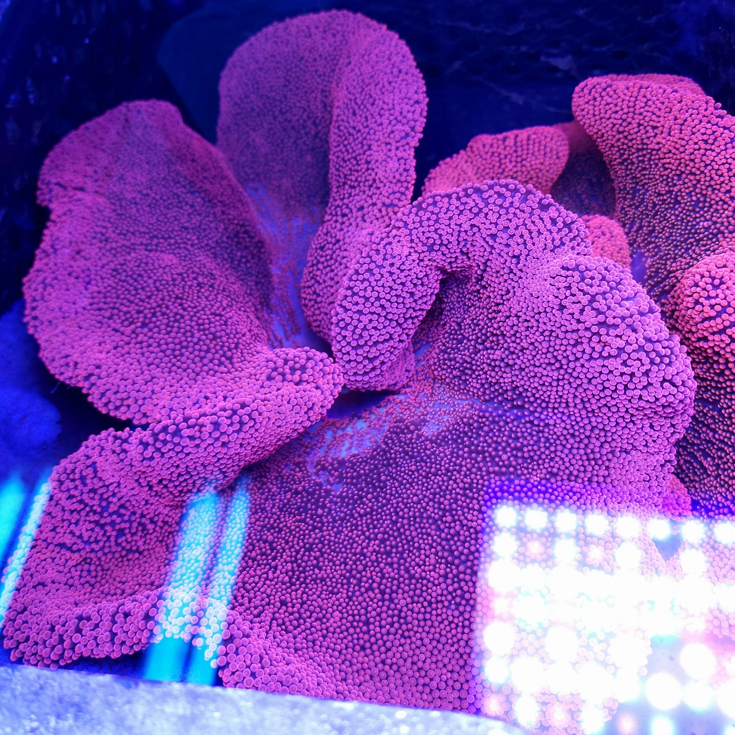 Bright Red Pink Haddoni Carpet Anemone (12+ inch)