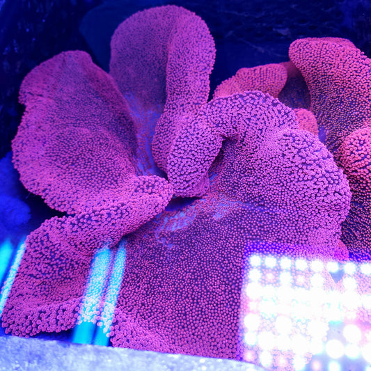 Bright Red Pink Haddoni Carpet Anemone (12+ inch)