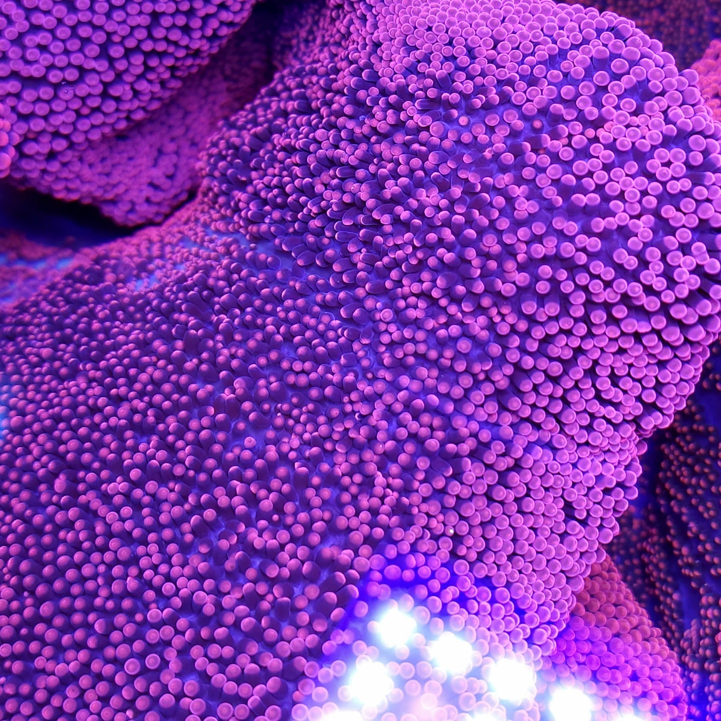 Bright Red Pink Haddoni Carpet Anemone (12+ inch)