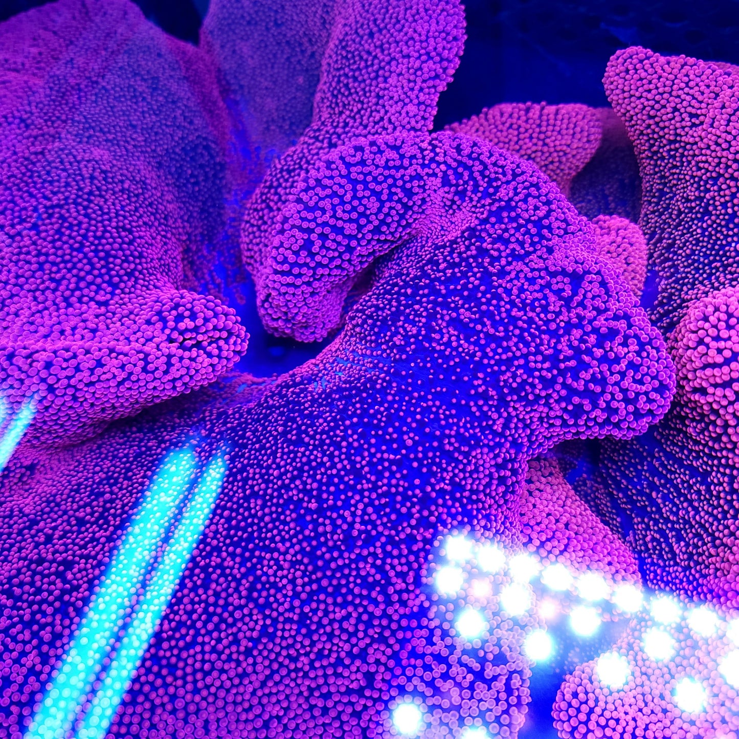 Bright Red Pink Haddoni Carpet Anemone (12+ inch)