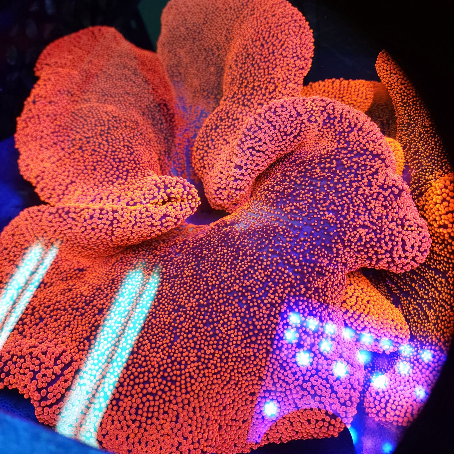 Bright Red Pink Haddoni Carpet Anemone (12+ inch)