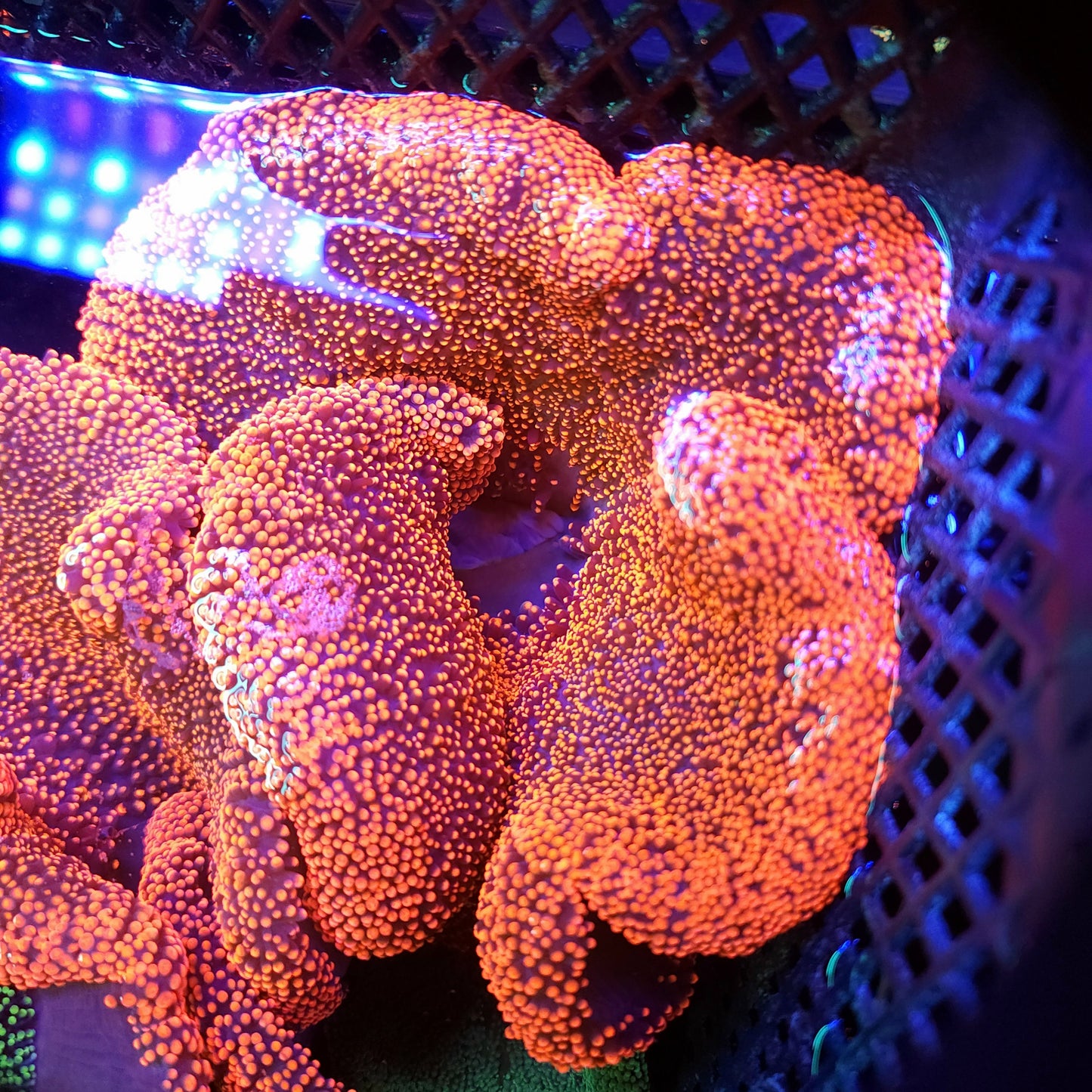 Red Pink Haddoni Carpet Anemone (6-7 inch)